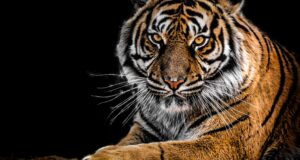 Author Jennifer Cassetta Invites Us To Channel Our Inner Tiger In New Book ‘Art of Badassery’